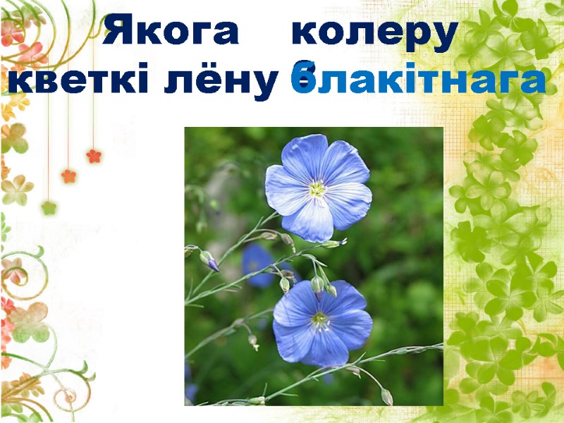 Якога колеру кветкі лёну ? блакітнага